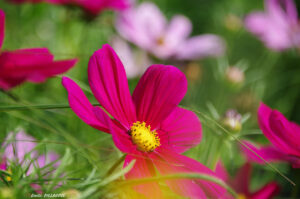 Cosmos sonarta rose fushia