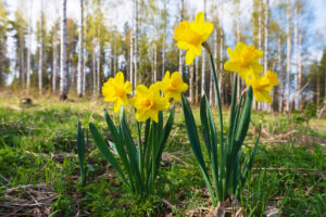 Yellow daffodils in springtime, defocused birch forest in the background.