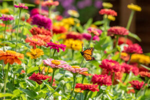 A Monarch Butterfly flies over the zinnia garden on a summer morning.