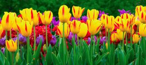 Tulip flowers meadow. Spring nature background. Sunny spring background with yellow tulips
