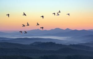 fogging mountains with birds flying