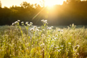 Delicate wildflowers and spider webs in gentle sunlight on a meadow. Summer morning mood. Beautiful landscape in the early summer morning.