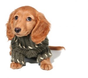 Miniature dachshund puppy in a winter sweater.