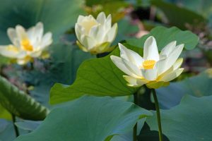 Lilies- on a farm pond-Howard County Indiana