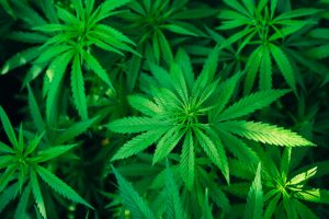 hemp leaves, top view, background image or wallpaper. thematic photo hemp and marijuana DRUG or technical