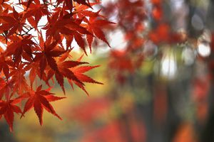 Close up photo of a maple leaf that turned red in autumn season