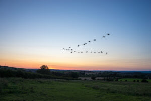 flock of migrating geese flying in a V