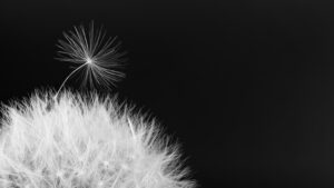 Black and white overblown bloom. Fragile spring wildflower. Fluffy seeds on dark background. fuzz, pappus. Copy space. Hope