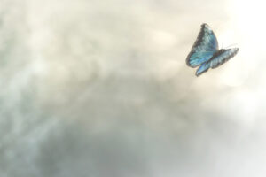 butterfly