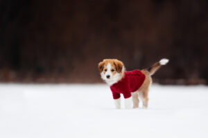 red and white border collie puppy in a sweater posing outdoors