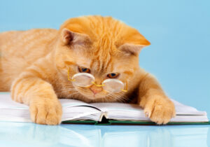 Cat wearing glasses reading a book