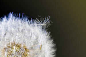 dandelion seeds