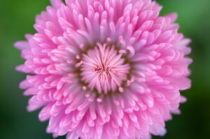 A closeup image of a flower of pink aster in bloom. Blurred background.