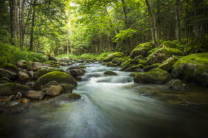 Nature beauty of the forest. Stream in the heart of the green moss forest. Mountain stream.