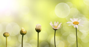 Daisies on green nature background, stages of growth