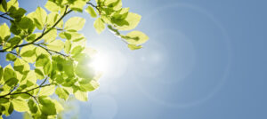 Spring leaves background with sunlight and blue sky for copy space