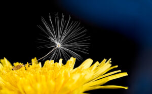 Bright spring bloom and fragile white fluff, fuzz or pappus. Dark night background. Wild herb, ecosystem. Natural reproduction, fertility or propagation. New life, hope concept or condolences