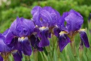 blue and purple colored iris flowers