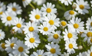 flora of Gran Canaria - flowering marguerite daisy background