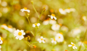 May flowers field of camomiles in garden in sunny day for wallpaper background. White and yellow chamomile daisies in meadow. Spring begins, Mother's day in summer