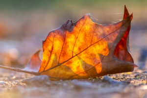 Colorful leaves in autumn and fall shine bright in the backlight and show their leaf veins in the sunlight with orange, red and yellow colors as beautiful side of nature in the cold season