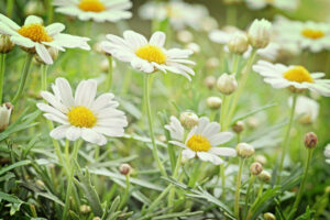 Green grass and chamomiles in the nature