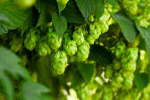 Green hops