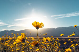 flowers blossoming in desert