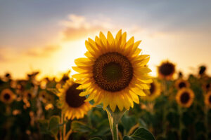 Sunflowers in the field, summertime agricultural background