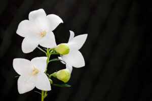 Closeup of fresh blooms and yellow green buds of dewy Chinese bellflower. Flowering herb twig with water drops