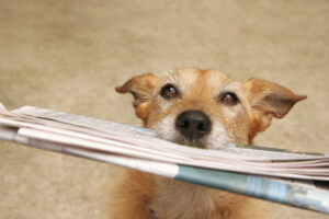 Cute scruffy dog with the daily newspaper in her mouth. Shallow depth of field. Grungy brown concrete background.