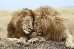 two male lions cuddle each other
