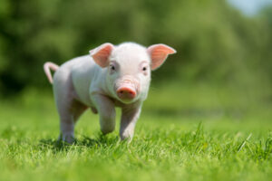 cute piglet