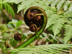 The koru is a spiral shape based on the appearance of a new unfurling silver fern frond. It's an integral symbol in Māori art, carving and tattooing, where it symbolizes new life, growth, strength and peace. Photo by David Kopacz.