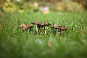 A group of mushrooms on a green blurred background of lawn, grass. Brown mushrooms toadstool in the grass close-up macro. Lawn damage. On a Sunny summer day.