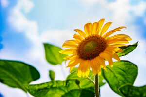 Sunflower in full bloom with blue sky