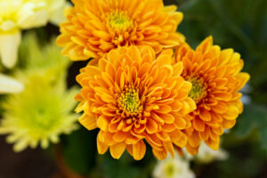 orange and yellow chrysanthemum flowers as background.
