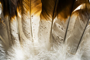 This is a close up photo of some feathers from an Indian headdress costume.