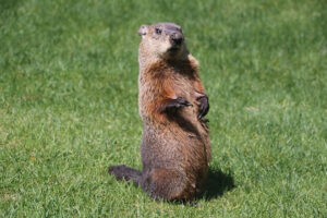 A groundhog scrambles across the grass in a park. This rodent digs holes and causes damage to property and is sometimes disliked for this. It is also monitored in February to forecast arrival of Spring.