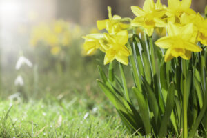 Spring daffodils in a flower garden with copy space.
