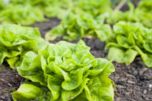 Colourful Winter vegetable garden greenhouse with winter crop - lettuce, cabbage, beet greens and Swiss chard. All year round fresh leaves for salad.