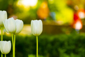 white tulips with a blurry multicolored background. close-up