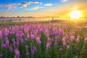 beautiful rural landscape with the sunrise and blossoming meadow
