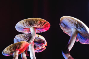The Mexican magic mushroom is a psilocybe cubensis, a specie of psychedelic mushroom whose main active elements are psilocybin and psilocin - Mexican Psilocybe Cubensis. An adult mushroom raining spores. red and blue color. horizontal orientation