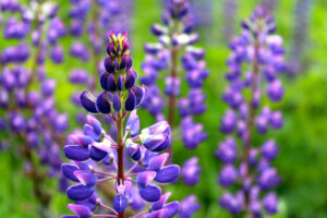 Gorgeous shot of Maine's wild purple lupine.