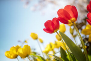 Springtime tulip flowers and cherry blossom against a blue sky in the sunshine