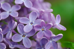 Macro Lilac flowers background. Blooming Lilac purple flowers, abstract floral background