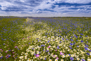 Field of wild blue flowers, chamomile and wild daisies in spring, in remote rural area