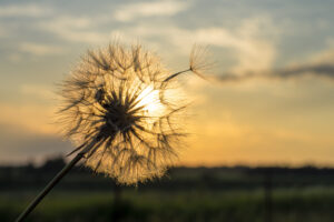 Dandelion against the backdrop of the setting sun close-up. Nature and flower botany