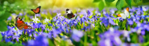 Joyful little paradise with blue bells on a green meadow in spring, with butterflies flying around, panorama